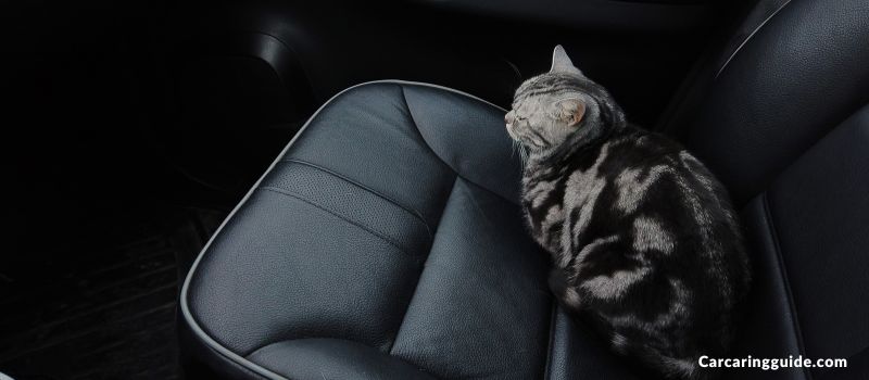 how-to-get-cat-pee-out-of-car-seat